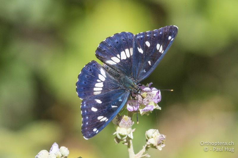 Blauschwarzer Eisvogel (Limenitis reducta) - GR, Zentralmakedonien, Mt. Hortiatis, 04.07.2017