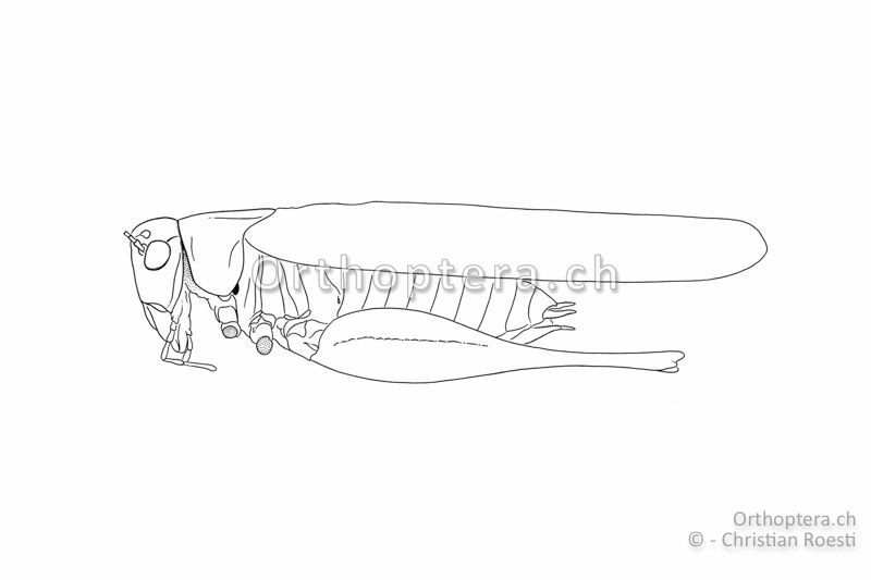 Habitus von Platycleis affinis ♂. Die Flügel überragen die Hinterknie und der Kopf ist im Vergleich zum Körper relativ klein.