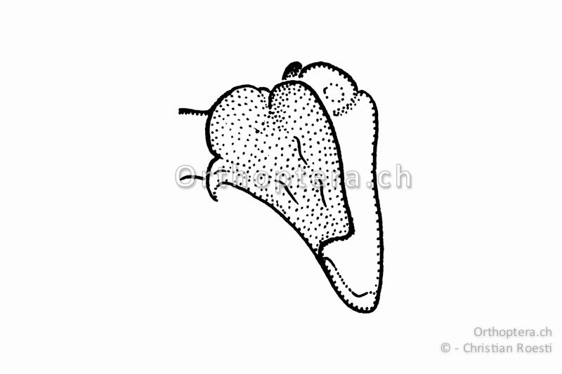 Linke Hälfte des Epiphallus von Stenobothrus lineatus ♂ von unten betrachtet.