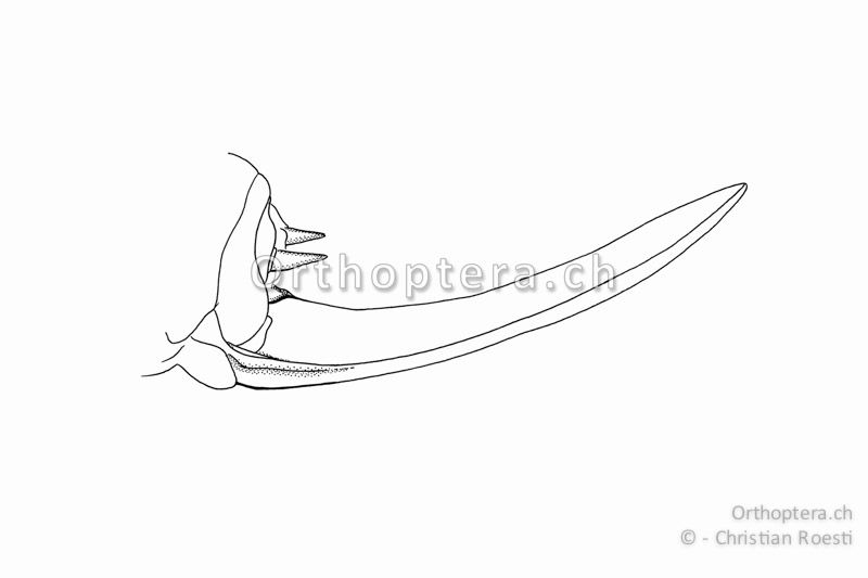 Hinterleibsende von Anonconotus alpinus ♀. Die Legeröhre ist leicht nach oben gebogen.