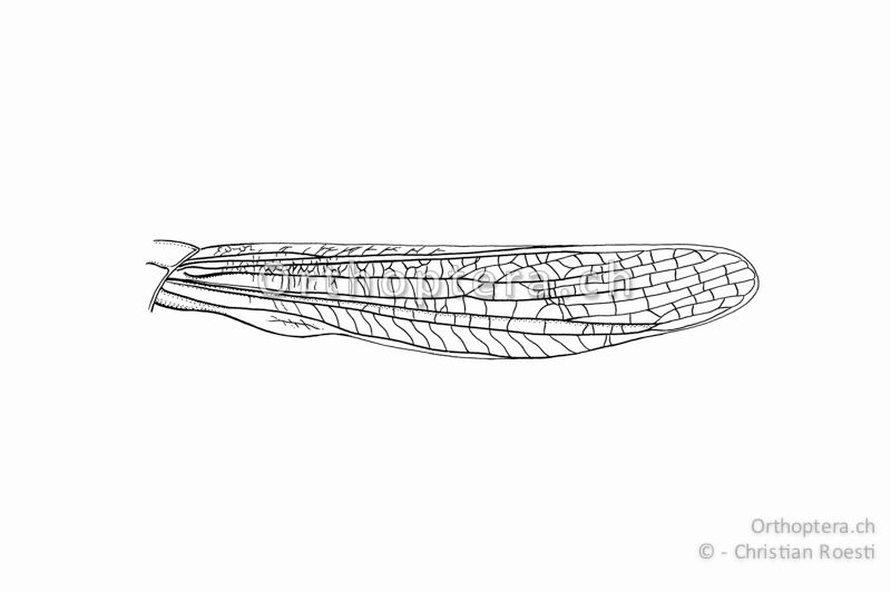 Linker Vorderflügel von Chorthippus vagans ♂ in natürlicher Stellung.