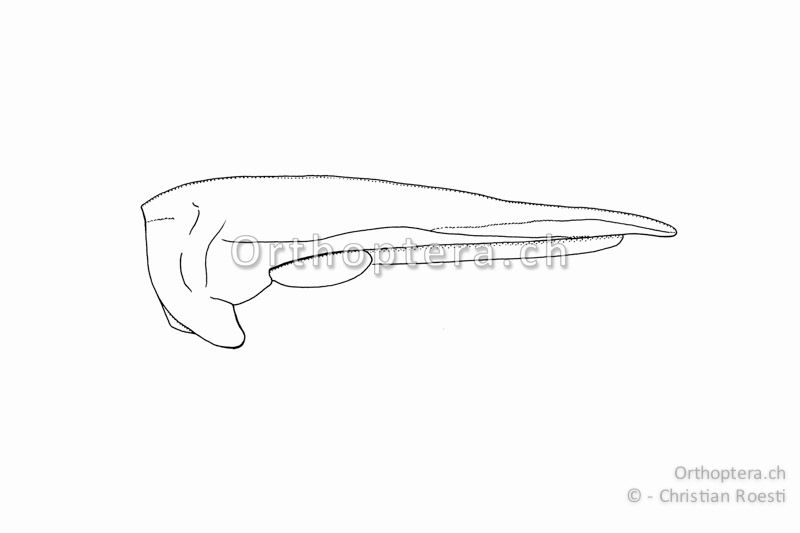 Halsschild und Flügel von Tetrix tenuicornis ♀. Die Hinterflügel enden knapp vor dem Dornende.