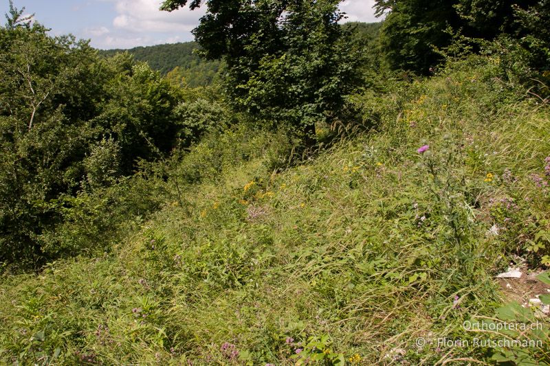 Schlagflur mit Hochstauden und Gebüschen - CH, SH, Siblinger Randen, 23.07.2008