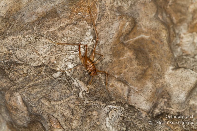 Dolichopoda geniculata ♀ - CH, TI, Mendrisio, 07.11.2013