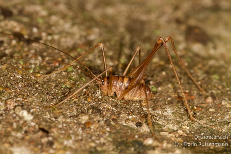 Dolichopoda geniculata ♂ - CH, TI, Mendrisio, 07.11.2013