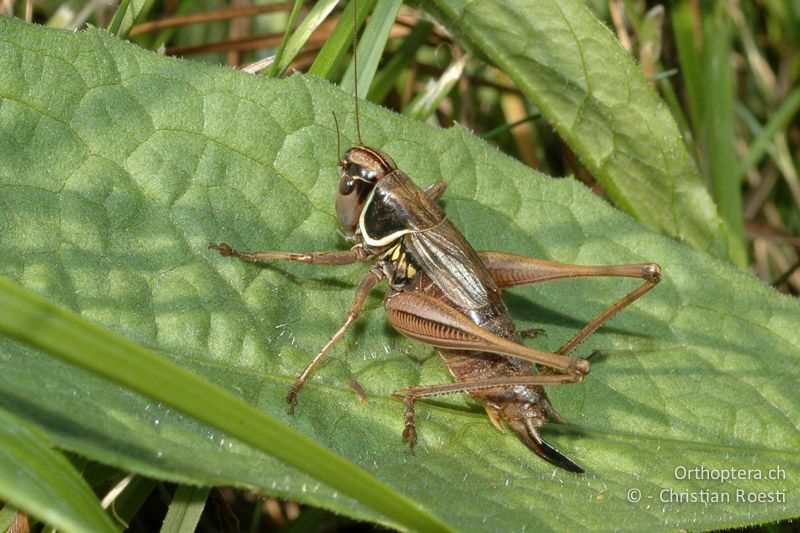 Roeseliana azami minor ♀ - CH, TI, Pedrinate, 10.09.2006