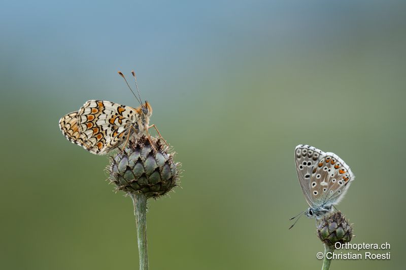 Flockenblumen-Scheckenfalter (links) und Himmelblauer Bläuling