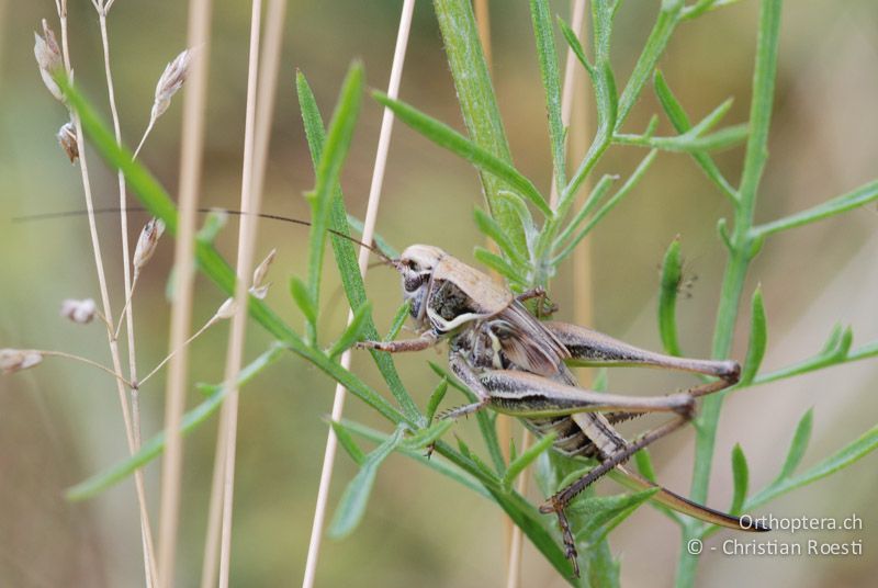 Larve von Montana montana ♀ im letzten Stadium - AT, Niederösterreich, Pischelsdorfer Wiesen, 26.06.2008
