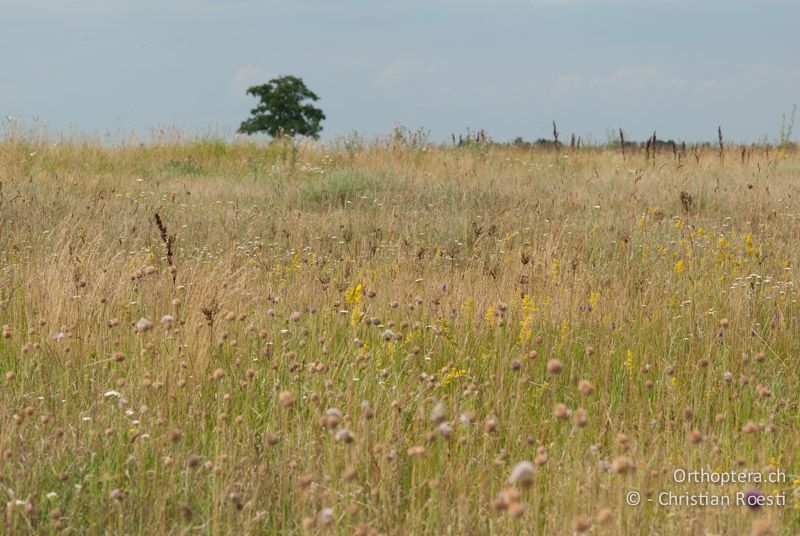 Steppenvegetation - AT, Burgenland, Lange Lacke, 28.06.2008
