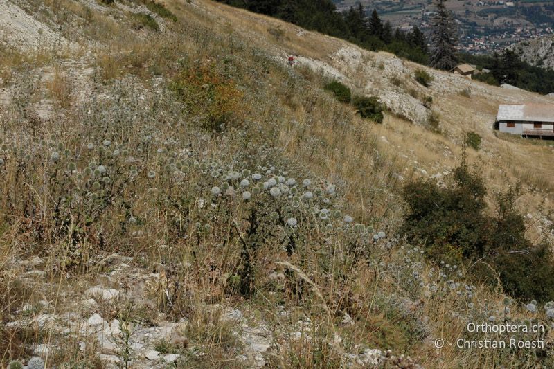Alpweide mit vertrockneter Vegetation und vielen Disteln auf über 1500 m ü.M. - FR, Hautes-Alpes, Mt. de Céüse, 03.09.2007