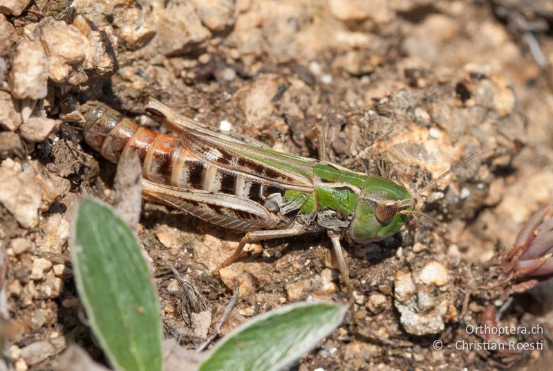 Stenobothrus nigromaculatus ♀. Hier sind die namensgebenden, schwarzen Flecken im Medialfeld gut zu sehen - FR, Pyrénées-Orientales, Latour-de-Carol, 12.08.2009