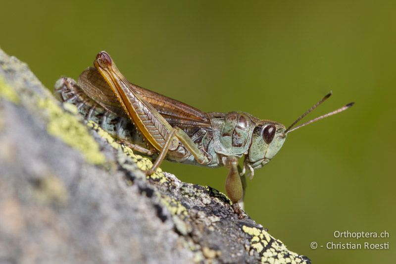 Gomphocerus sibiricus ♂ - CH, VS, Riederalp, 02.08.2011