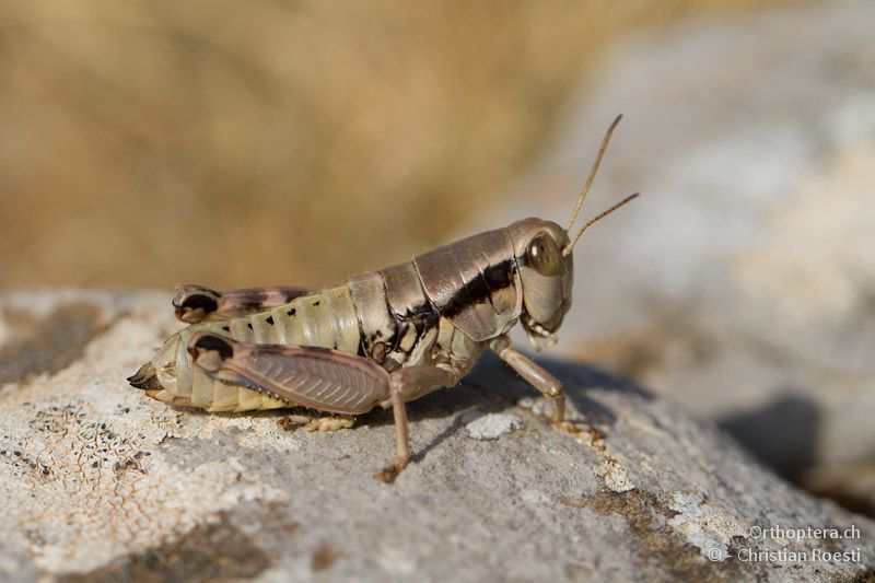 Weibchen der in Griechenland endemischen Gebirgsschrecke Peripodisma tymphii - Mikro Papigko, 15.07.2012
