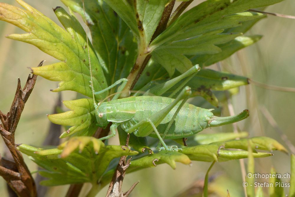 Poecilimon ampliatus ♀ - HR, Istrien, Brest, 25.07.2015