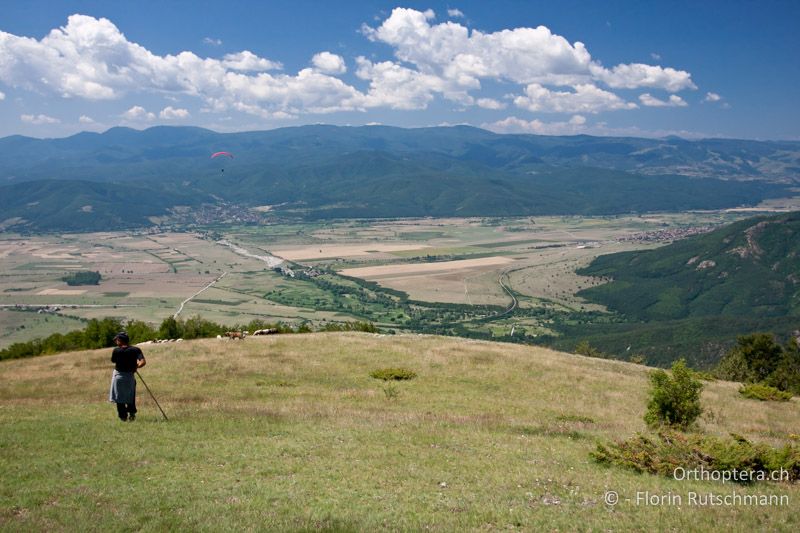 Kurzrasige Schafweide auf 1230 m ü.M. mit niederen Gebüschgruppen - BG, Plovdiv, Khristo-Danovo, 08.07.2009