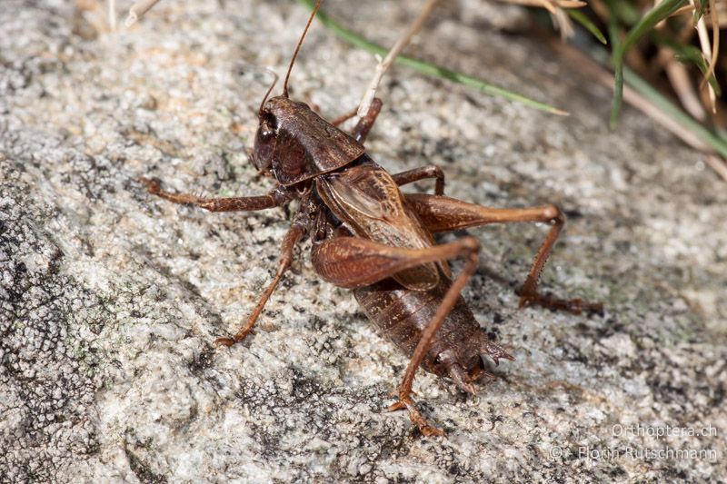 Metrioptera saussuriana ♂ - CH, TI, Mt. Tamaro, 30.09.2010