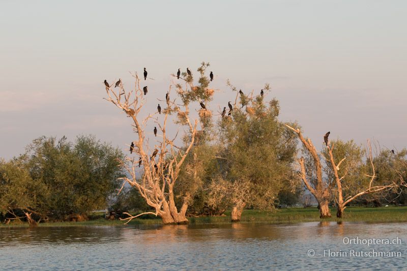 Kormoran-Brutkolonie - GR, Zentralmakedonien, Kerkini, 08.07.2017