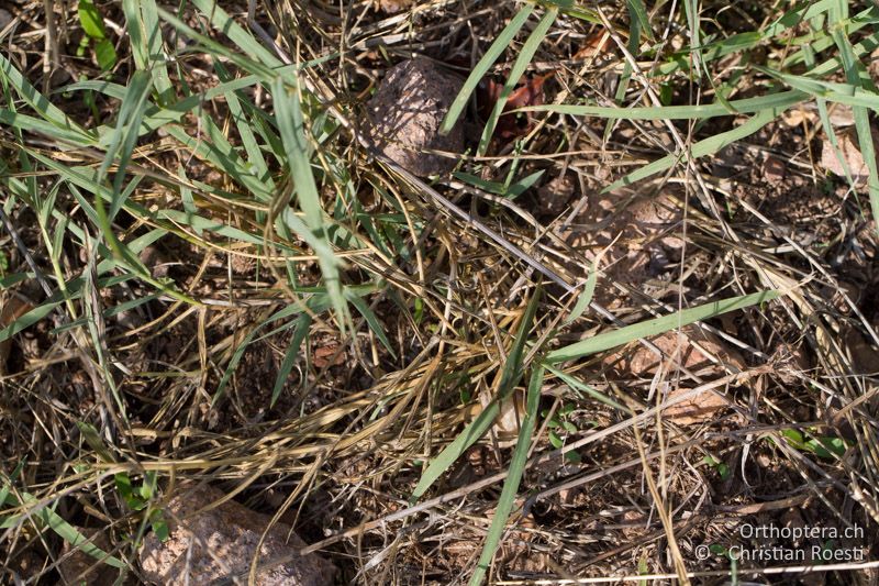 Gut getarntes ♂ von Acrida ungarica - FR, Var, Fréjus, 25.09.2014