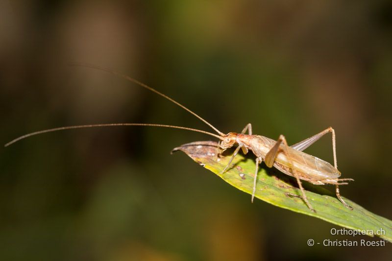 Oecanthus pellucens ♂ - CH, TI, Mt. Caslano, 11.10.2011