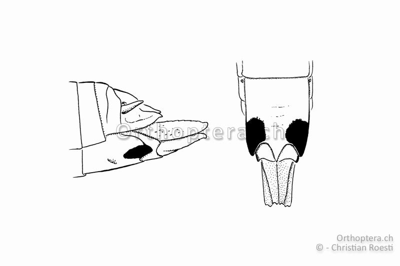 Hinterleibsende von Odontopodisma schmidtii ♀. Seitenansicht (links) und Ansicht von unten (rechts).