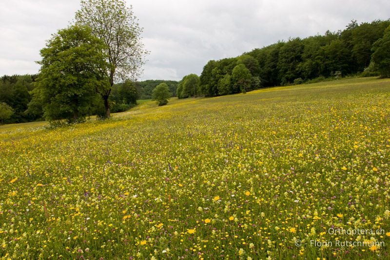 Blumenwiese - CH, SH, Siblingen, 05.06.2006