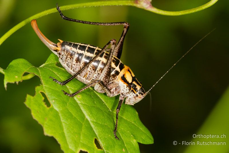 Poecilimon ornatus ♀ - HR, Istien, Učka Nationalpark, 13.06.2014