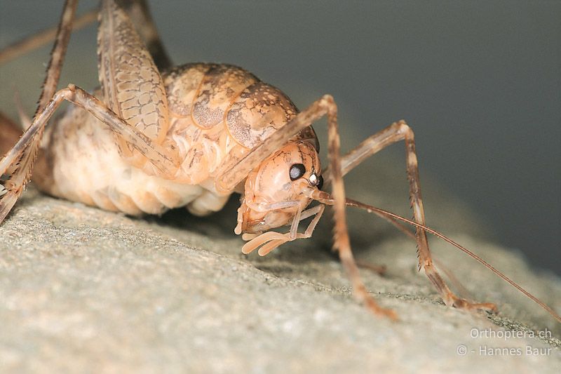 Porträt von Troglophilus cavicola ♀ - CH, GR, Puschlav, 09.08.2005