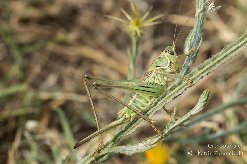 Gampsocleis abbreviata ♀ - GR, Zentralmakedonien, Vyroneia, 08.07.2017