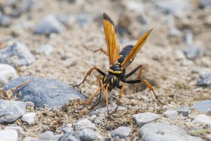 Batozonellus lacerticida beim Erweitern der Nesthöhle - GR, Zentralmakedonien, Korinos, 15.07.2017