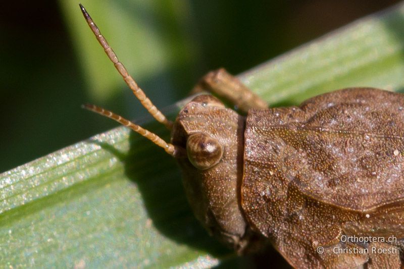 ♀ von Tetrix subulata. Der Kopfgipfel ragt im Gegensatz zu demjenigen von Tetrix ceperoi nach vorne deutlich winklig über die Augen hinaus - CH, BE, Wasen, 23.03.2012