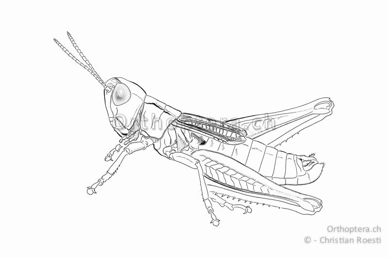 Habitus von Stenobothrus crassipes ♂. Auffällig sind die kurzen Flügel und das erweiterte, quer geaderte Medialfeld, das fast bis zur Flügelspitze reicht.