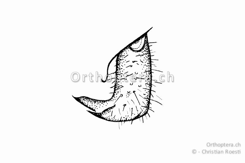 Rechter Cercus von Ruspolia nitidula ♂. Beide Enddornen sind nach innen gerichtet.