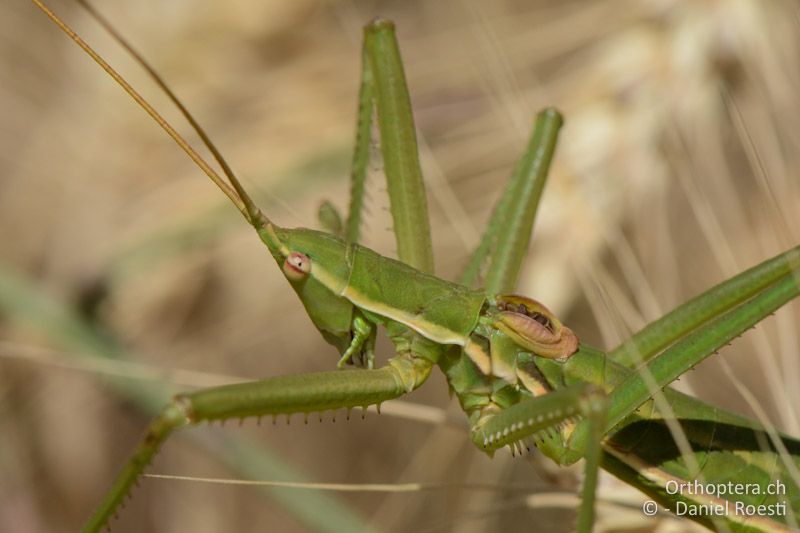 Saga campbelli ♂ - GR, Zentralmakedonien, Mt. Hortiatis, 04.07.2017