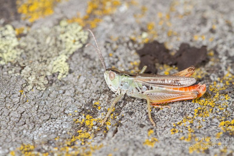 Stenobothrus nigromaculatus ♂ - CH, VS, Törbel, 22.09.2013
