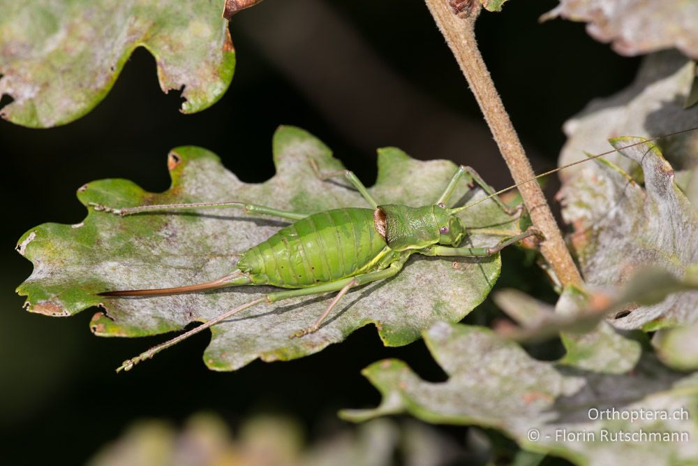 Ephippiger perforatus ♀ - IT, Umbrien, Mt. Cucco, 26.09.2014