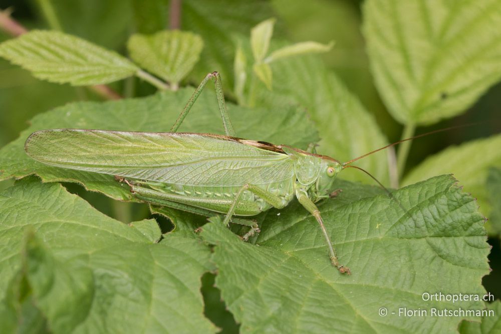 Grünes Heupferd (Tettigonia viridissima) ♂ - HR, Istrien, Motovun, 16.06.2016