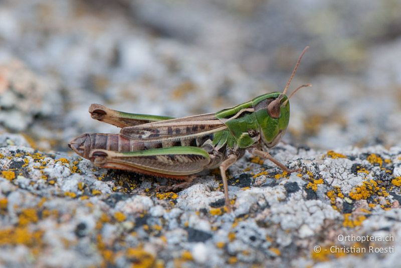 Stenobothrus nigromaculatus ♀. Die Flügel sind von der Seite gesehen schmaler als die Höhe der Hinterschenkel - FR, Pyrénées-Orientales, Saillagouse, 04.10.2010