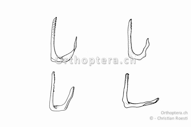 Rechter Titillator von vier Tieren von Ephippiger diurnus ♂.