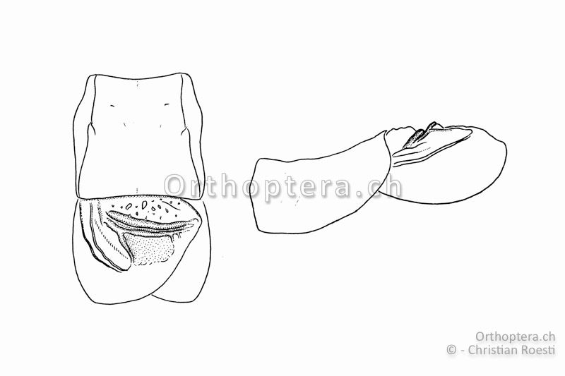 Halsschild und Vorderflügel von oben (links) und von der linken Seite (rechts) von Isophya brevicauda ♂. Die beiden dicken Adern Cubitus 2 und Cubitus 2a liegen sehr nahe beieinader und die Gesangsader (Cubitus 2) ist tief versenkt.