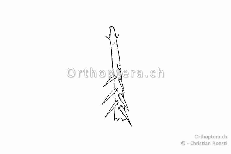 Linke Hinterschiene von Pteronemobius lineolatus. Aussen (linke Seite) sind nur drei Dornen vorhanden.