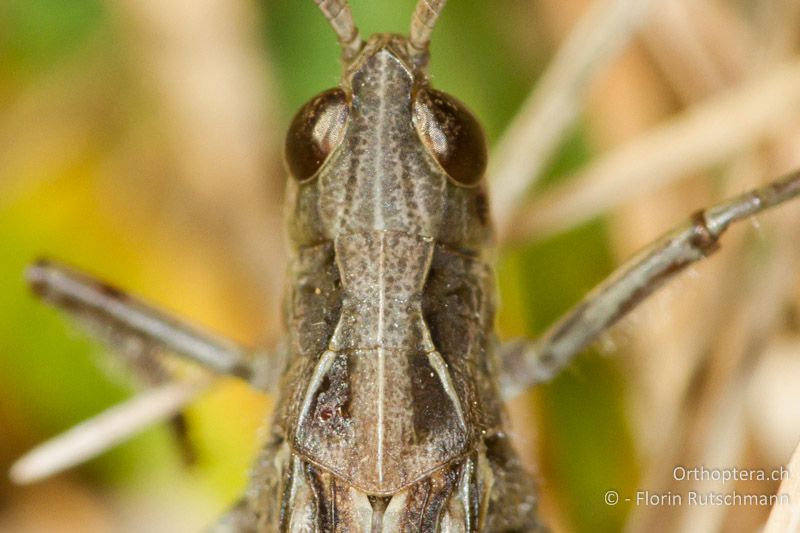 Deutlich einwärts gebogene Halsschild-Seitenkiele von Chorthippus biguttulus ♂ - AT, Vorarlberg, Grosses Walsertal, 06.01.2014