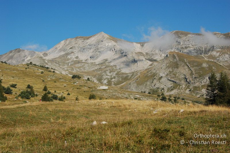 Alpweide - FR, Hautes-Alpes, Agnières-en-Dévoluy, 03.09.2007