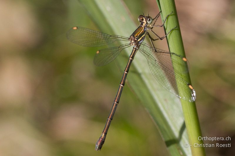 Pseudagrion spernatum, Natal Sprite ♀ - SA, Mpumalanga, Dullstroom, Field & Stream Lodge, 12.01.2015
