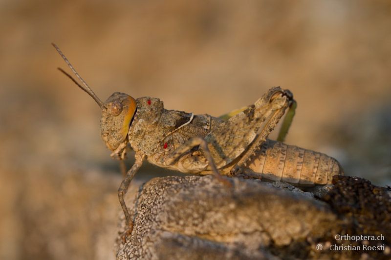 Glyphotmethis heldreichi heldreichi Weibchen - Elassona, 17.07.2012