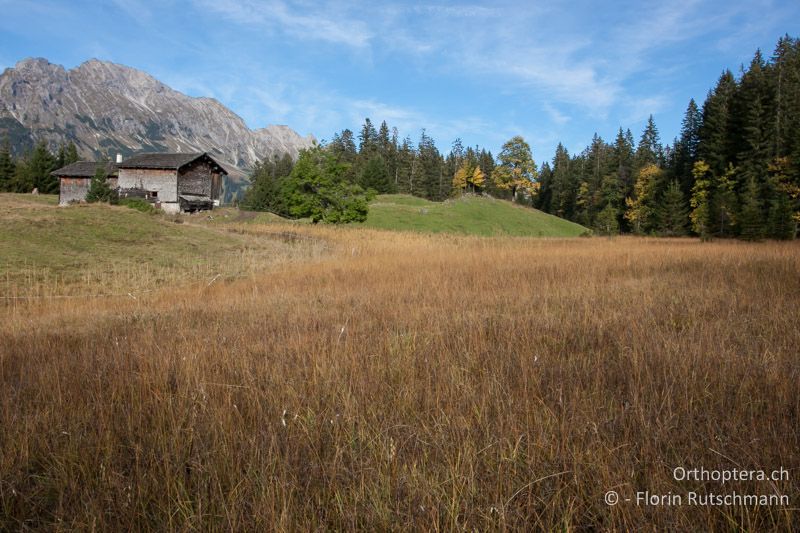 Feuchtwiese - AT, Vorarlberg, Grosses Walsertal, 05.10.2012