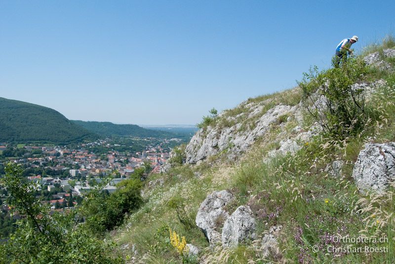 Trockenwarmer Hang mit viel freiem Fels - AT, Niederösterreich, Hainburg, 28.06.2010