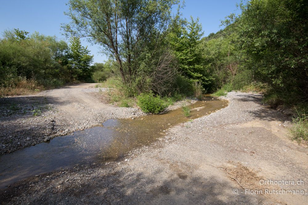 An diesem Bach lässt es sich auch bei hohen Temperaturen aushalten - GR, Mittelgriechenland, Molos, 13.06.2015