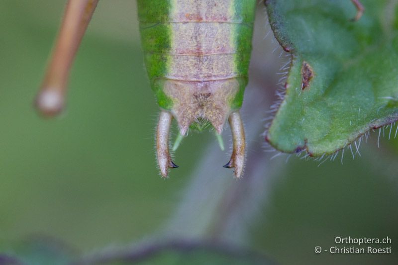 Cerci von Bicolorana bicolor ♂ - CH, AG, Blauen, 01.08.2016