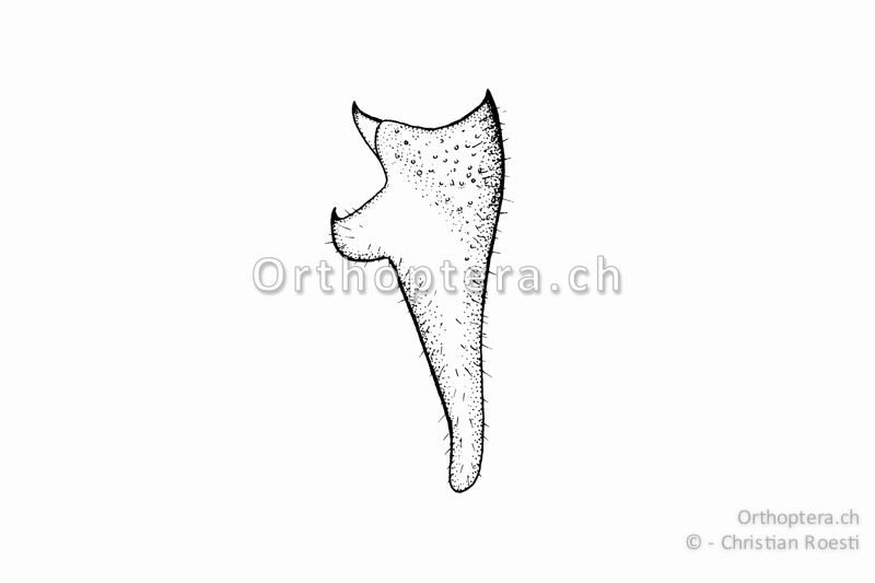 Rechter Cercus von Tettigonia caudata ♂. Der Innenzahn ist derb und die Basis ist breit.