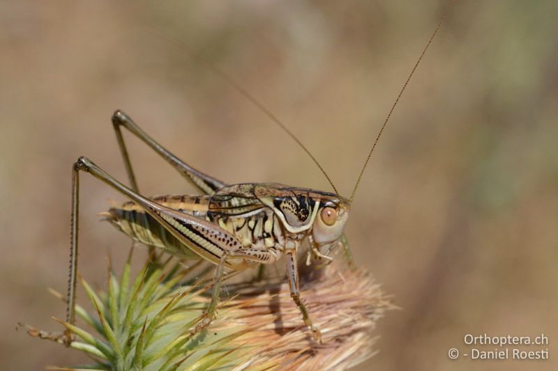 Gampsocleis abbreviata ♂ - GR, Zentralmakedonien, Vyroneia, 08.07.2017